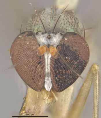 Media type: image;   Entomology 12928 Aspect: head frontal view